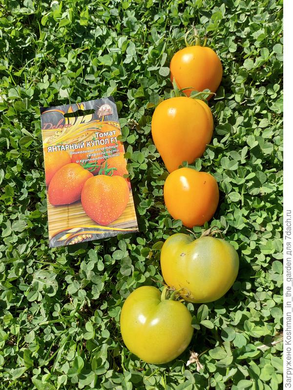 Янтарный купол