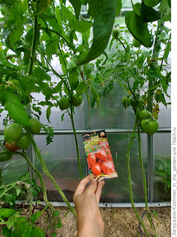 Мои стриженные томаты &#39;Мон Амур&#39;