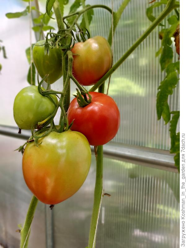 Томаты начинают поспевать, начало августа