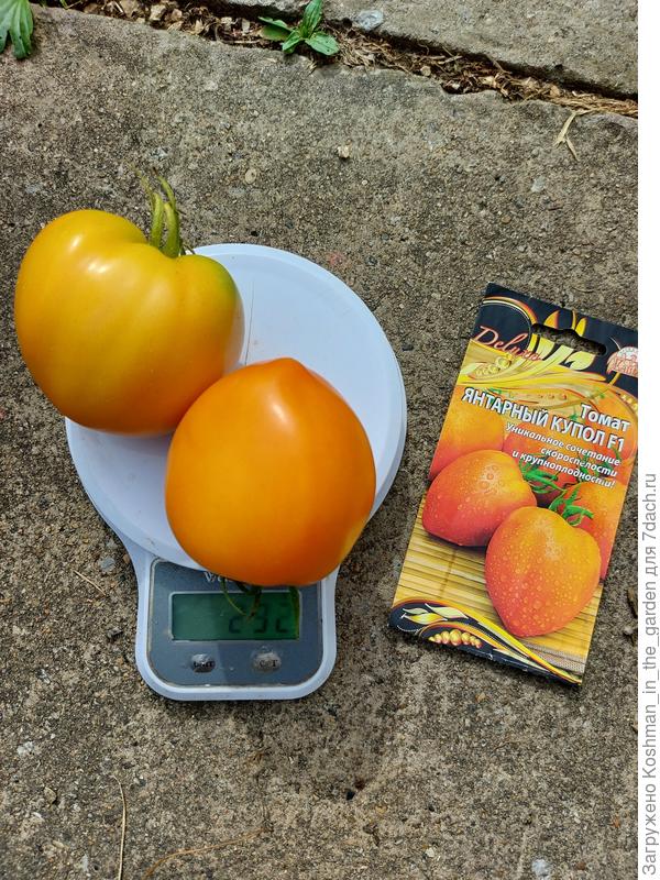 Первый урожай