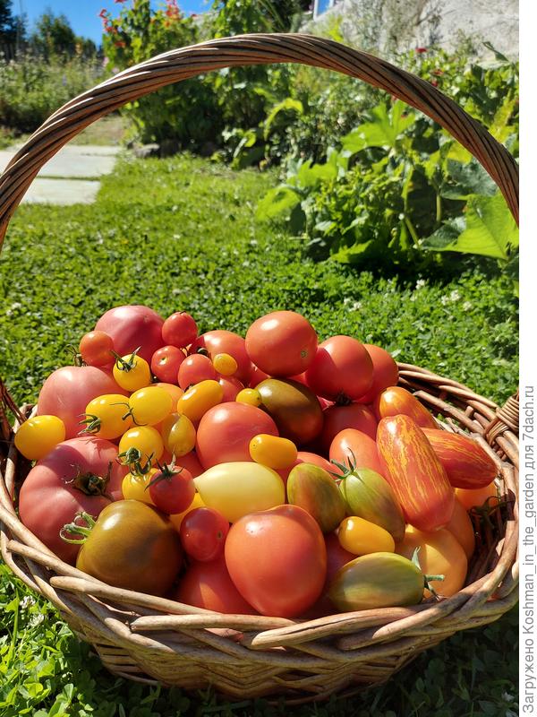 Томаты в общей корзине