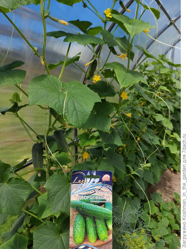 Огурец &#39;Дворцовый&#39; в теплице