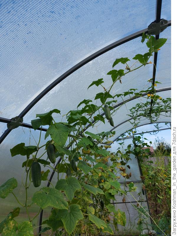 Плеть огурца &#39;Дворцовый&#39; достигла более 3-ёх метров