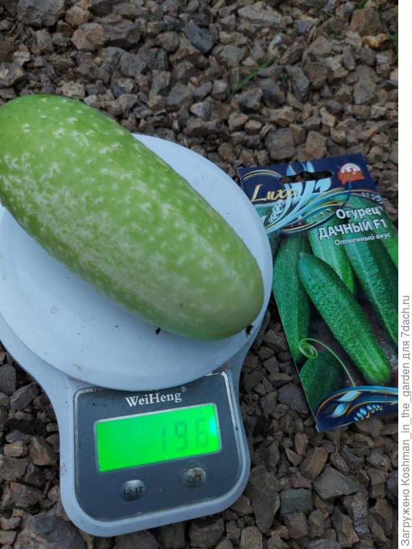 Самый крупный плод огурца &#39;Дачный&#39;