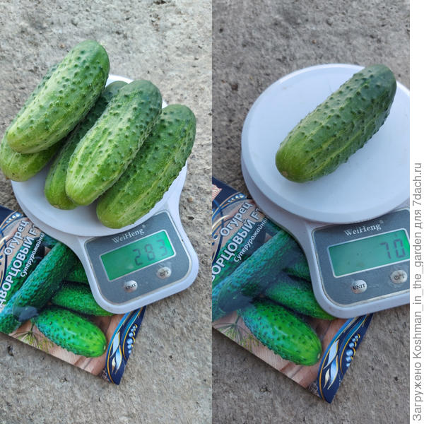 Первый урожай. Взвешивание
