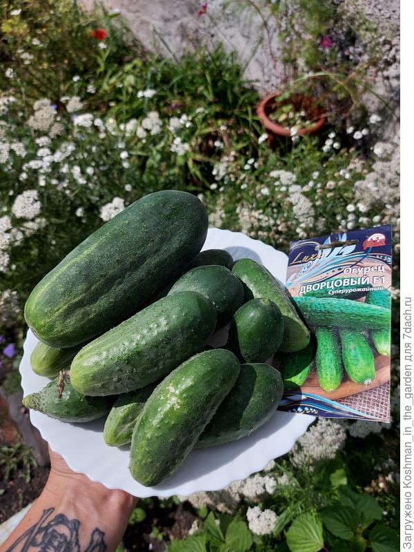 Урожай огурца &#39;Дворцовый&#39; за один раз