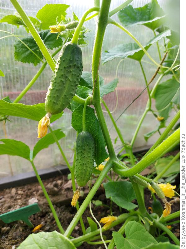 Зеленцы спустя 10 дней