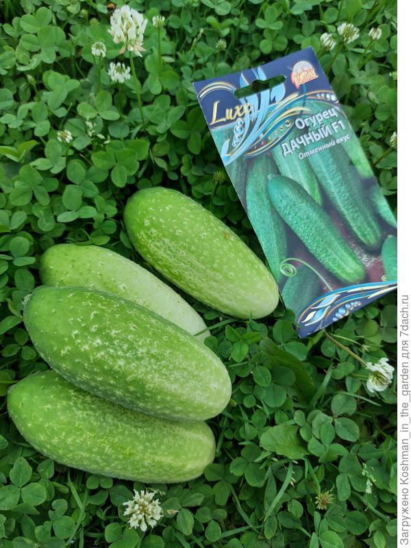 Урожай огурца &#39;Дачный&#39;