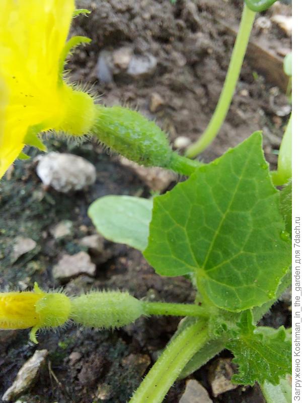 Первый зеленец