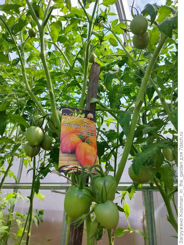 Кустистый томат со множеством плодов