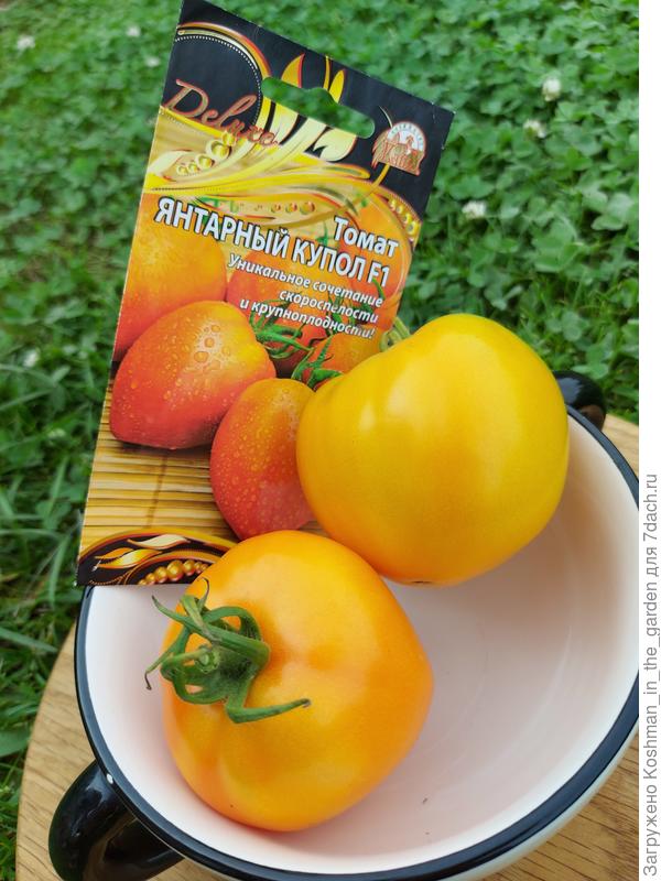 Томат 'Янтарный купол'