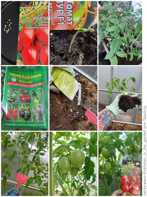 От посева до формирования плодов