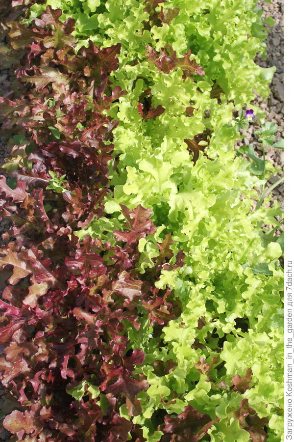 Салат 'Боярский' и салат 'Дубровский'