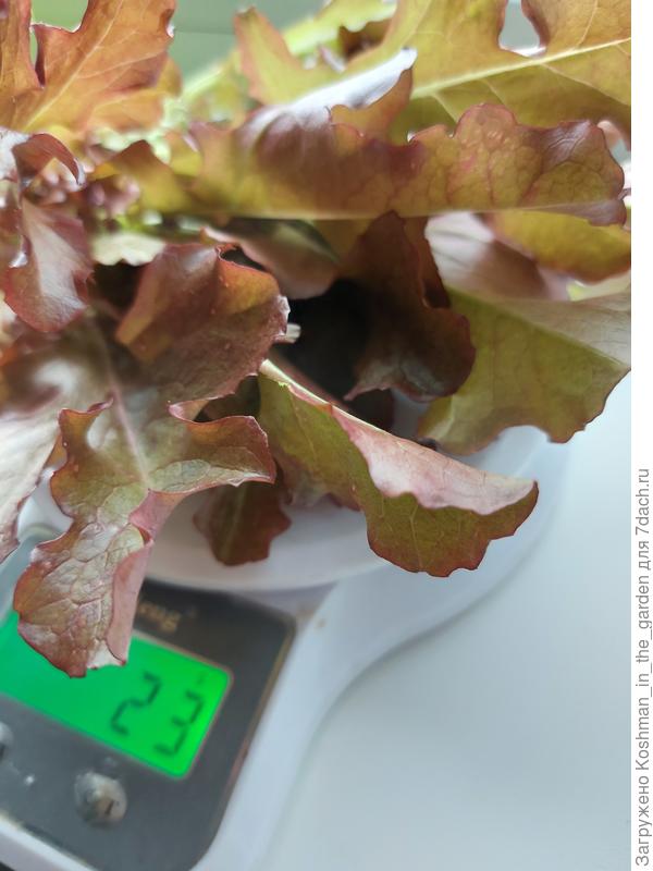 Первый урожай