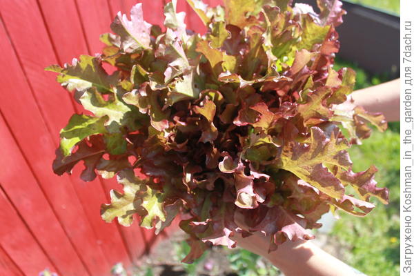 Салат 'Боярский'