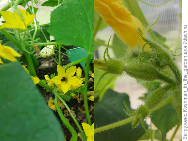 Были преимущественно мужские цветы, со временем стали женские. Формируется много огурчиков.