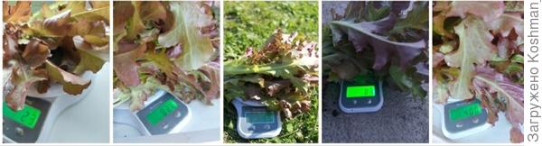 Взвешивание салата