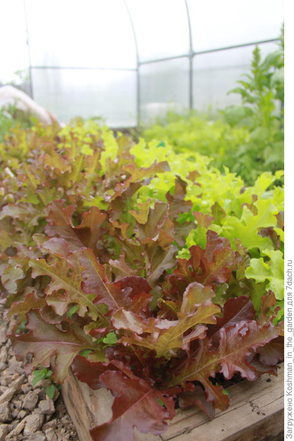 Салат 'Боярский' в теплице