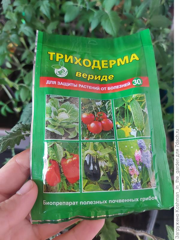 Опрыскиваю Триходермой