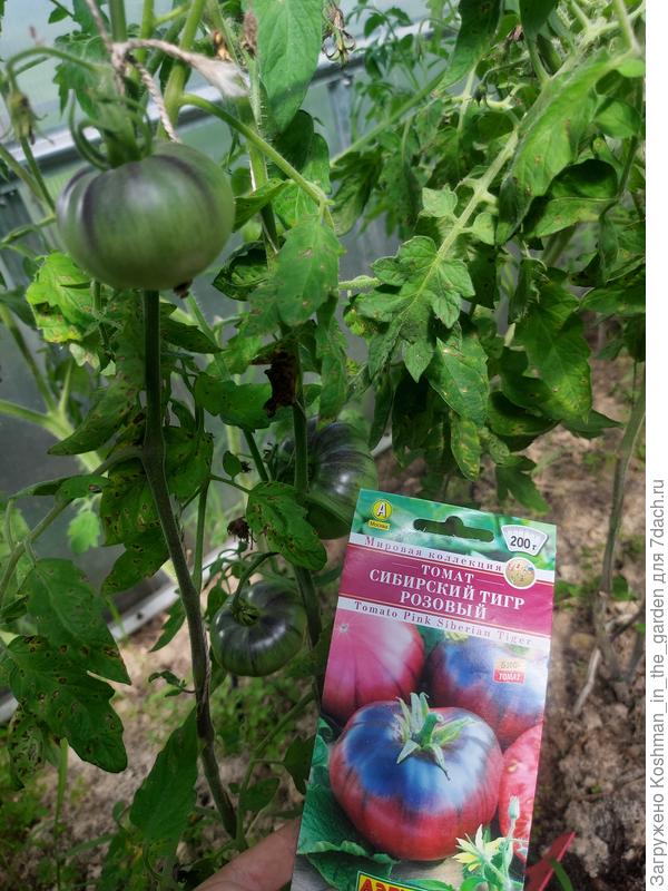 Томаты в теплице