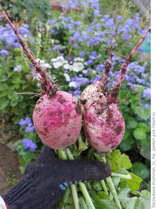 Последний урожай, снятый 25 сентября. Один из плодов имеет белый цвет