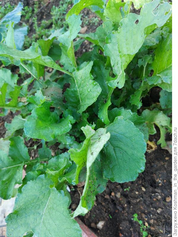 Дайкон в сентябре