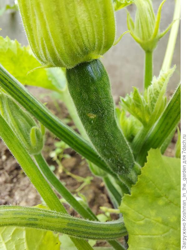 Формирование плодов