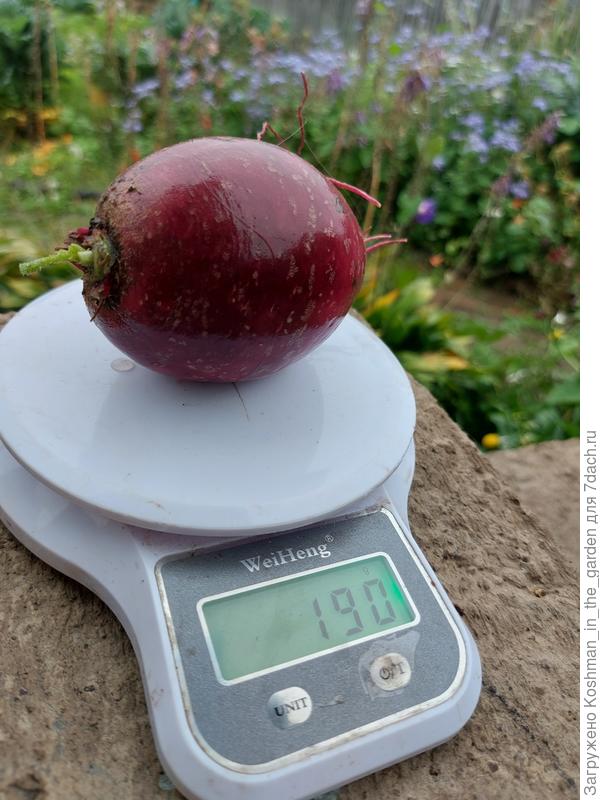 Самый крупный корнеплод дайкона