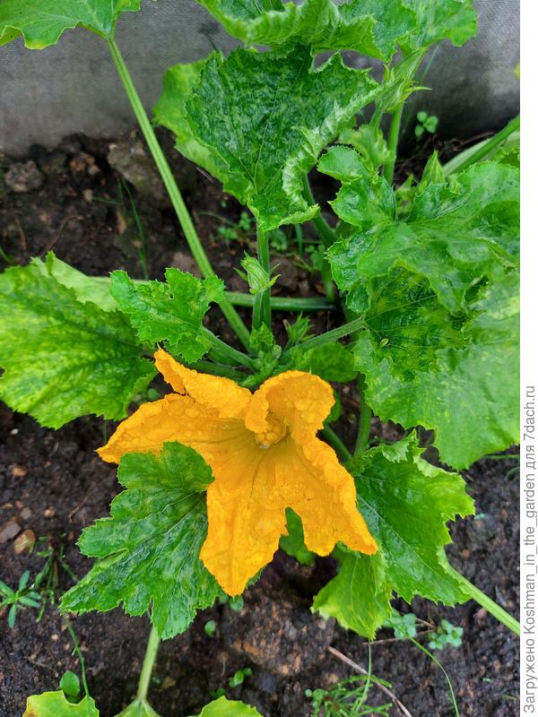 Первое цветение кабачка &#39;Будулай&#39;
