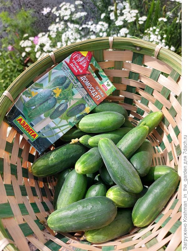 Урожай весом 870 г без тары