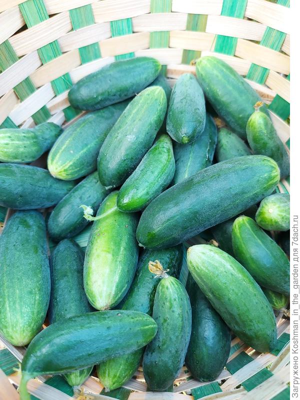 Очень урожайные