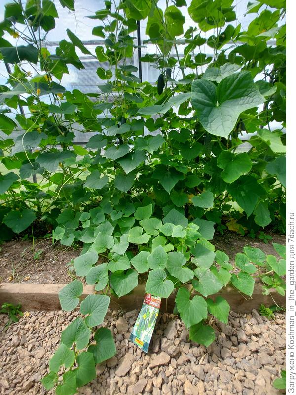 Огурец 'Домосед' в теплице