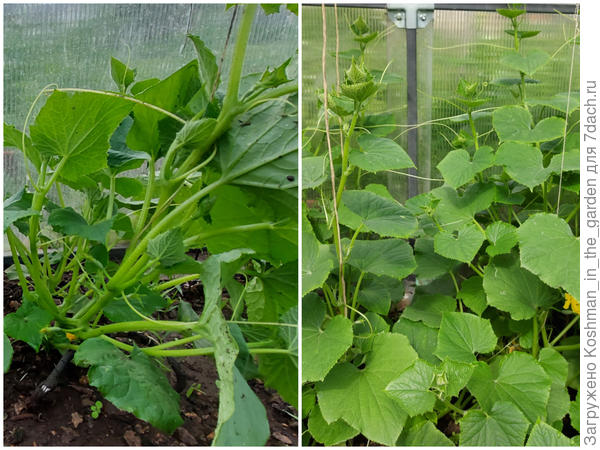 Цветение огурца 'Домосед' и формирование плодов