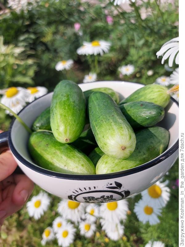 Второй урожай 'Домоседа'