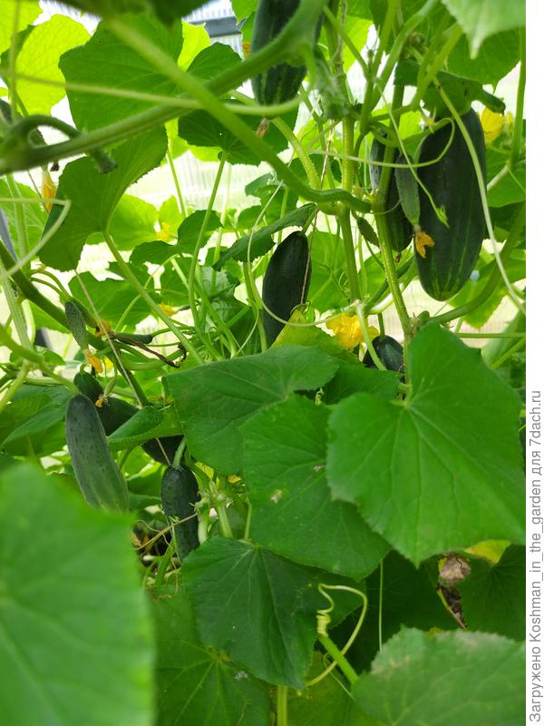 Огурец 'Домосед' в теплице