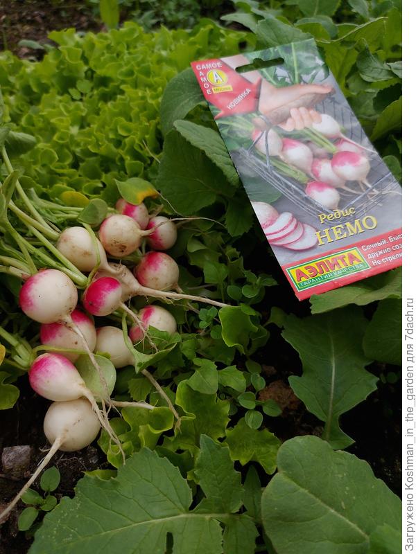 Честно, у меня осталось очень много фотографий редиса Немо: и удалять жалко, и сюда столько не выставить)))