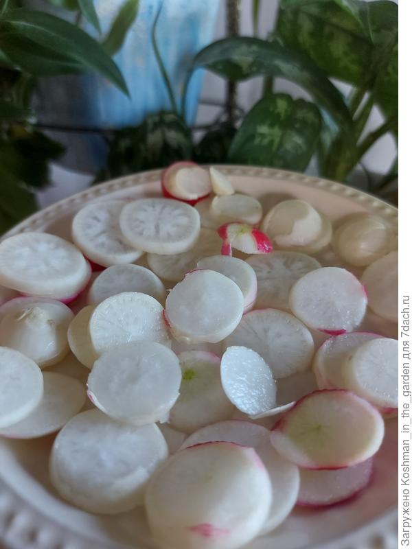 Красавец Немо в разрезе