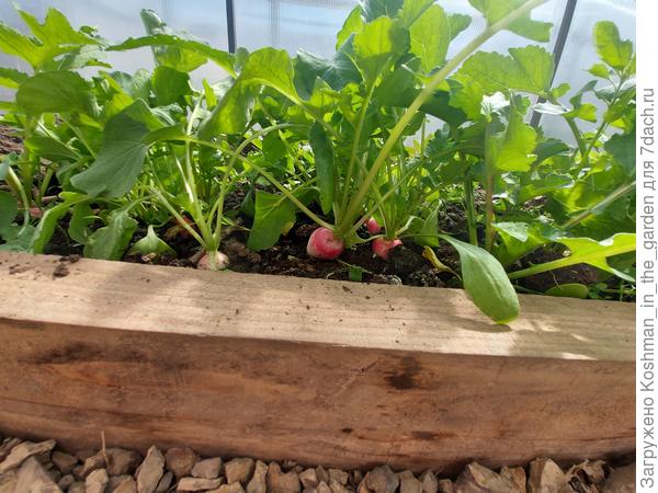 Редис в теплице