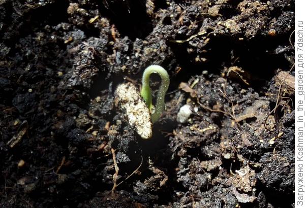 Петелька томата "Китайка медовая"