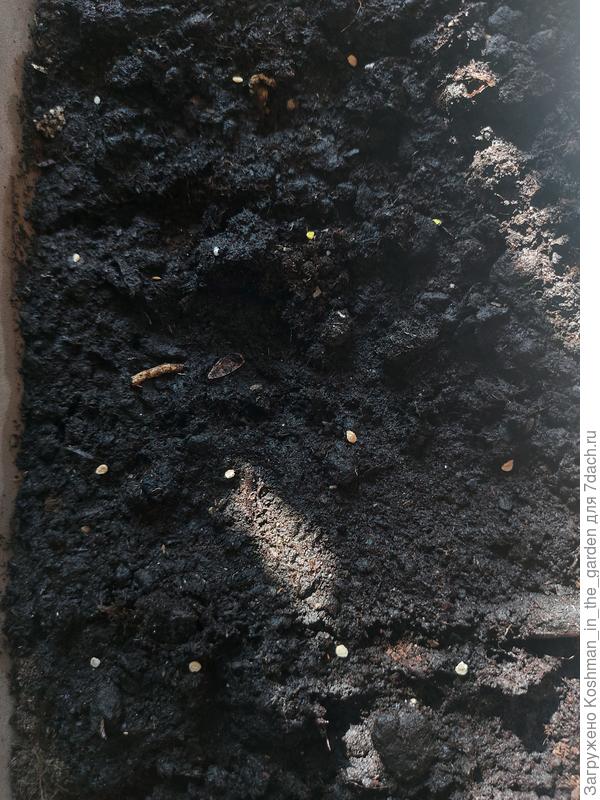 Раскладывание семян в ёмкость для рассады