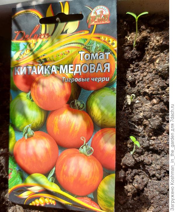 Первые 3 всхода томата "Китайка медовая"