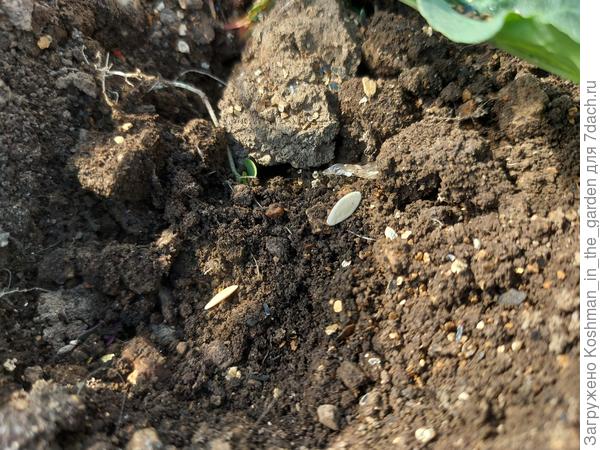 Кладу 2 семечка в лунку