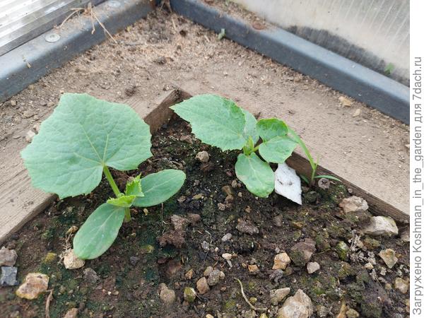 Первые листья