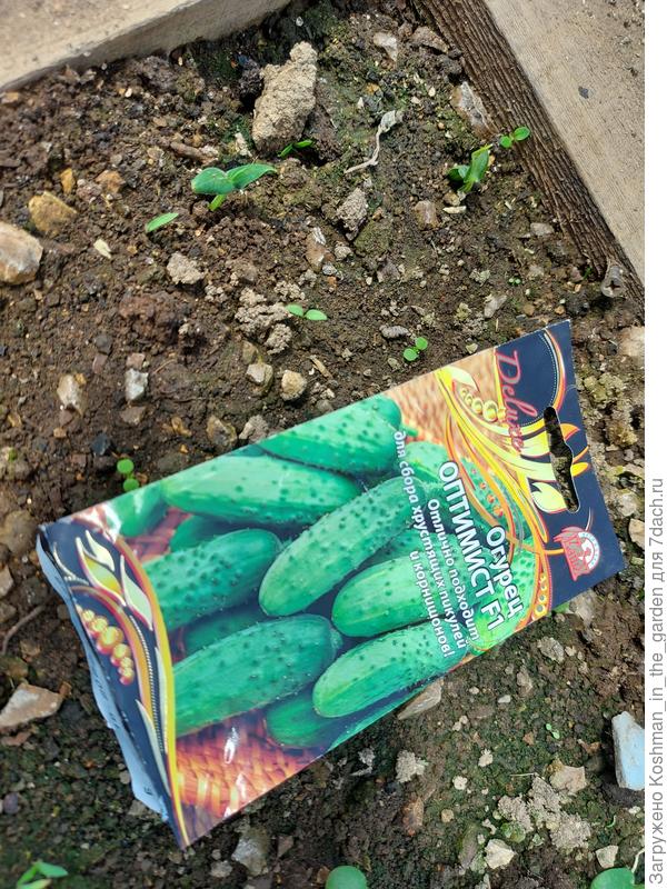 Первый всход