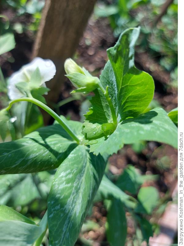 Формирование гороха &#39;Милёнок&#39;