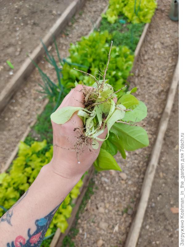 Прореживание салата