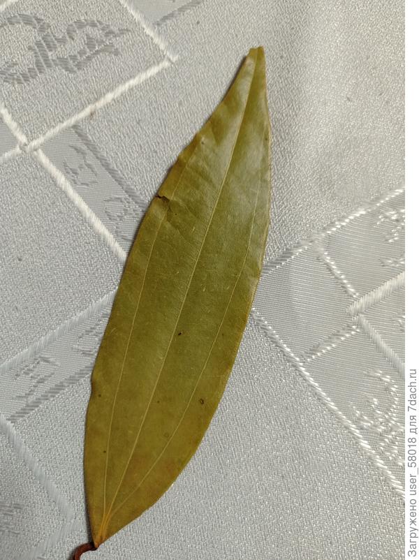 На листе три продолговатые жилки. При заваривании в кипятке никаким лавром и близко не пахнет.