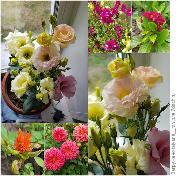 В этом году познакомилась с Эустомой и буквально влюбилась в нее )