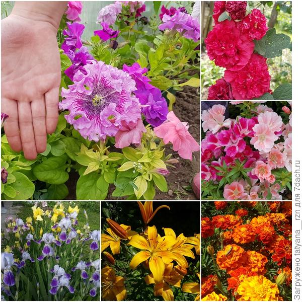 Вот и любимые цветы