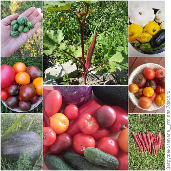 Экзоты в виде Мелотрии, Окры и овощей, которые просто люблю